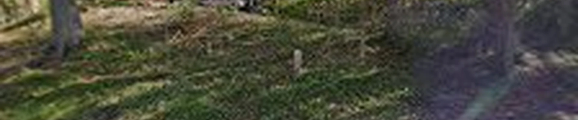 Linden Landscaping