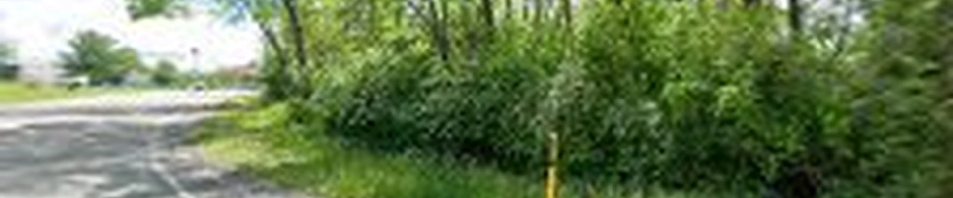 Stumps Tree & Landscape