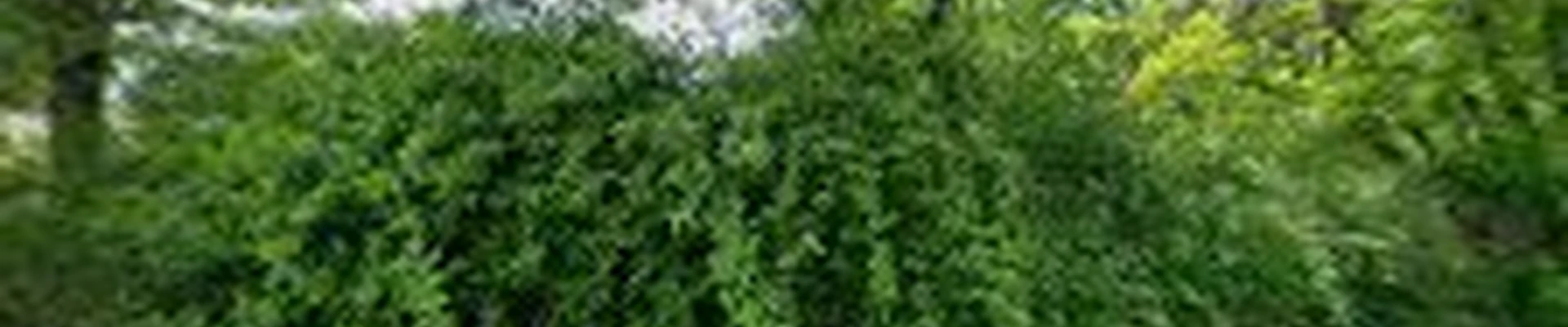 American Landscape and Lawn Co.