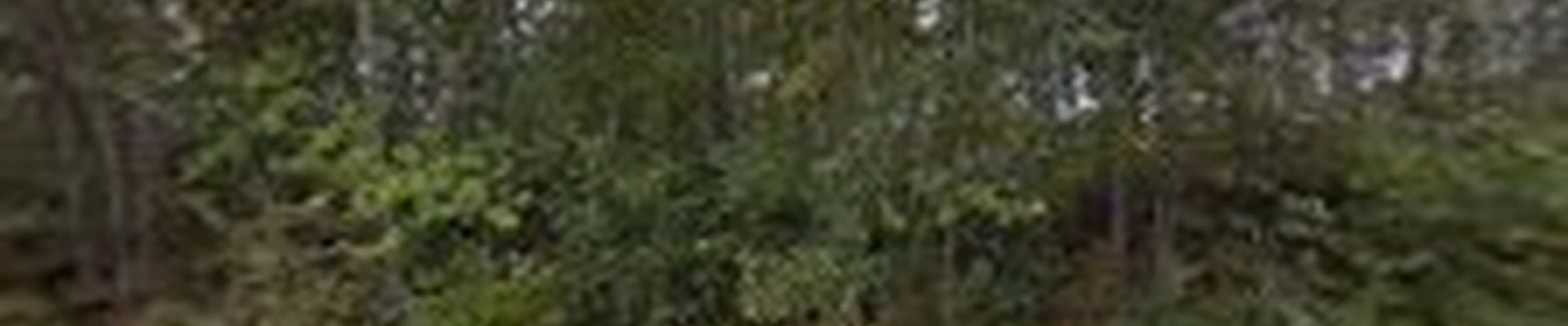 Yard and Tree Care