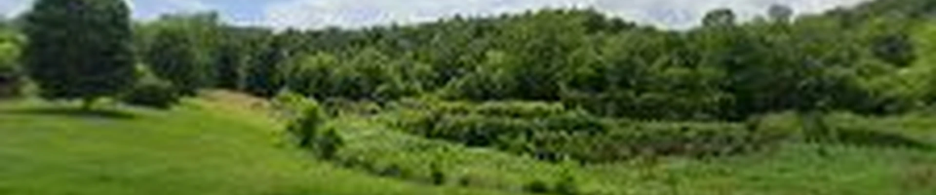 Backyard roots ky