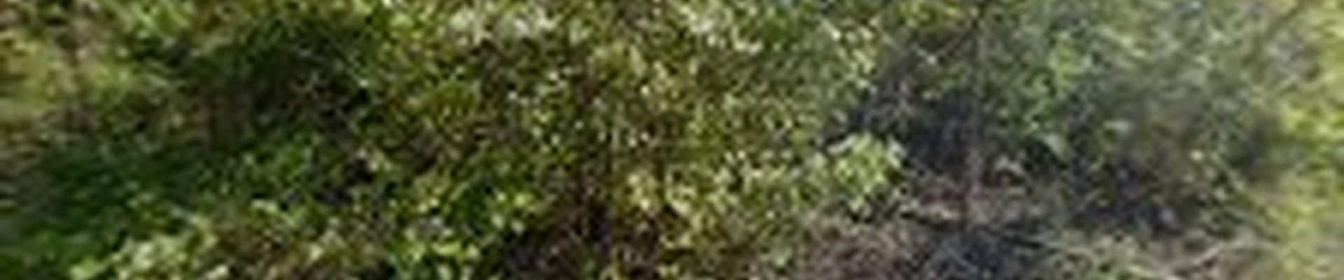 Tri-State Landscaping Plus