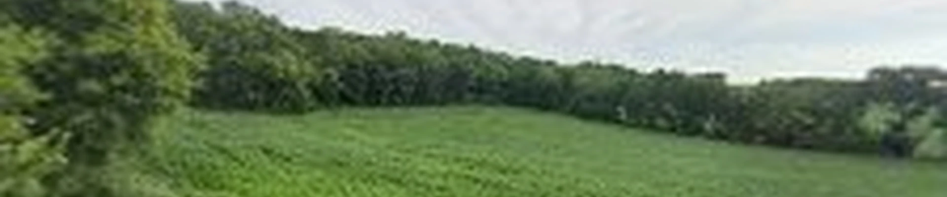 Greenscapes