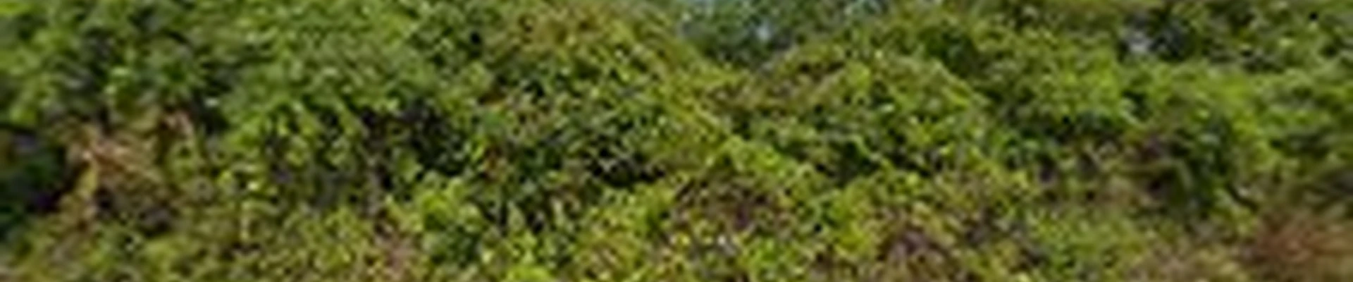 Bergman Landscaping