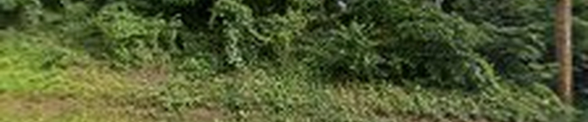 Greene light landscaping