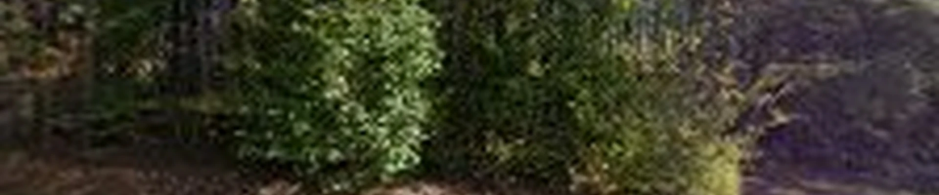 Cardinal Lawn Scapes