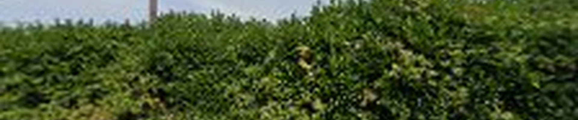 Gomez Landscaping & clean up