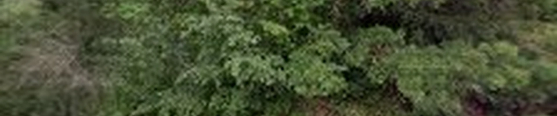 Wildflowers Garden Company