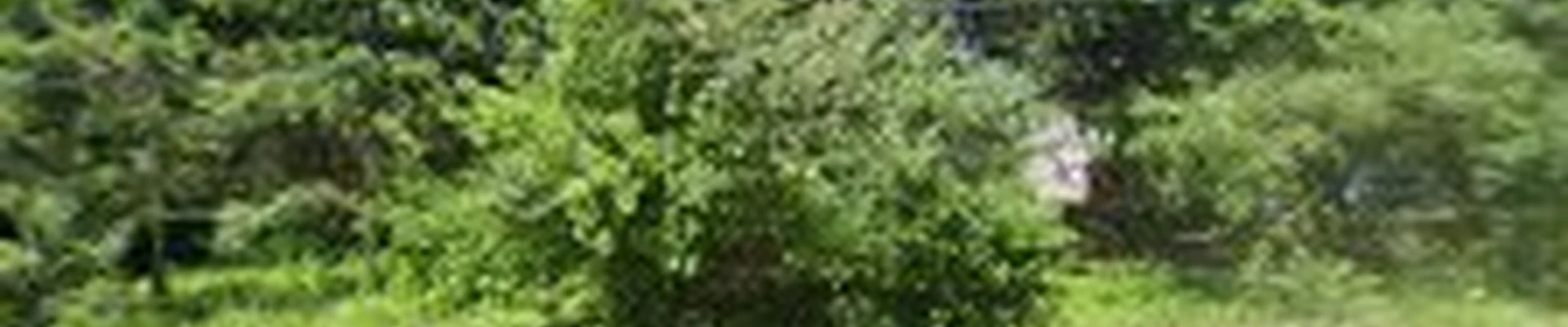 Cutabove Landscape LLC