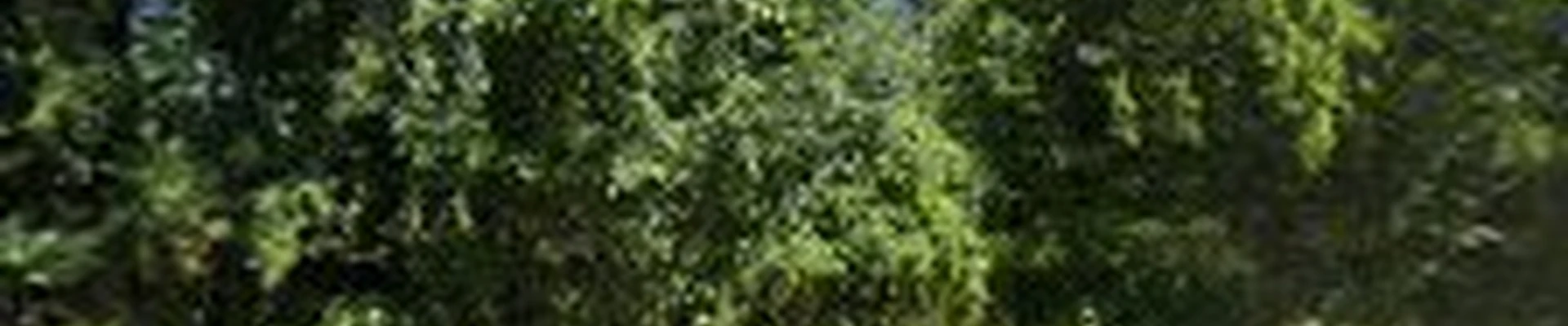 WYCOMI Lawn Maintenance
