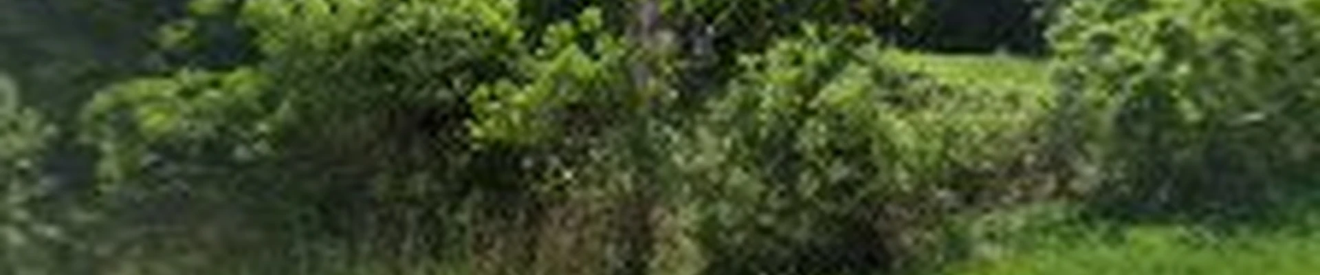 DiSalvo Design and Landscape