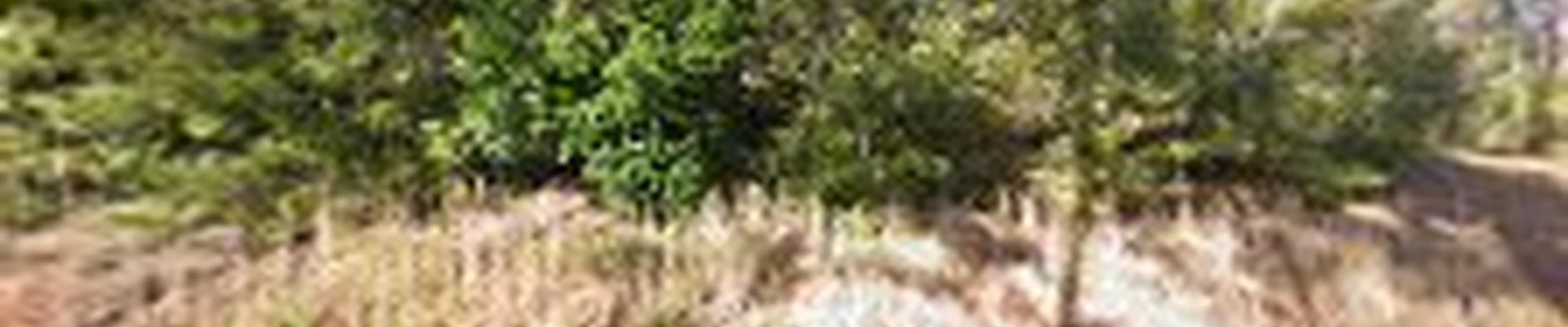 Luxury Landscape Management Company