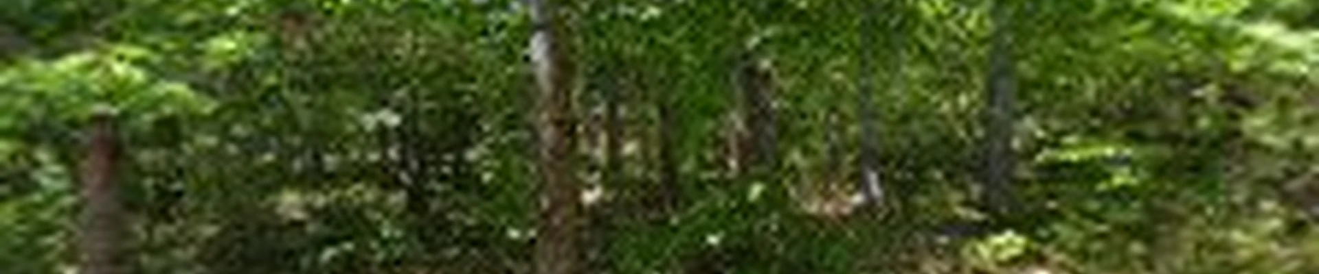 Carlino Landscaping