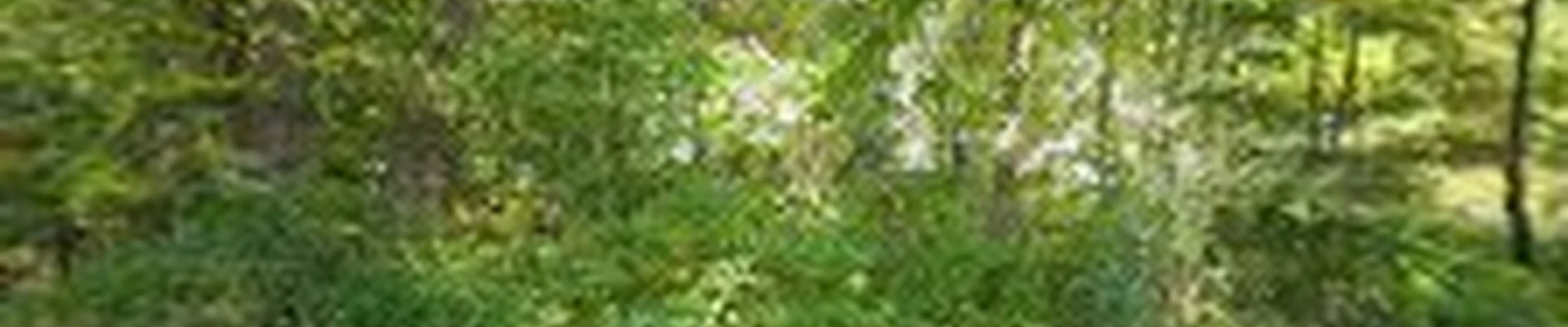 Acorn Tree & Landscaping inc.