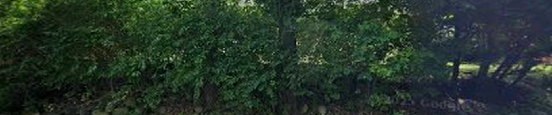 Tree Service Landscape