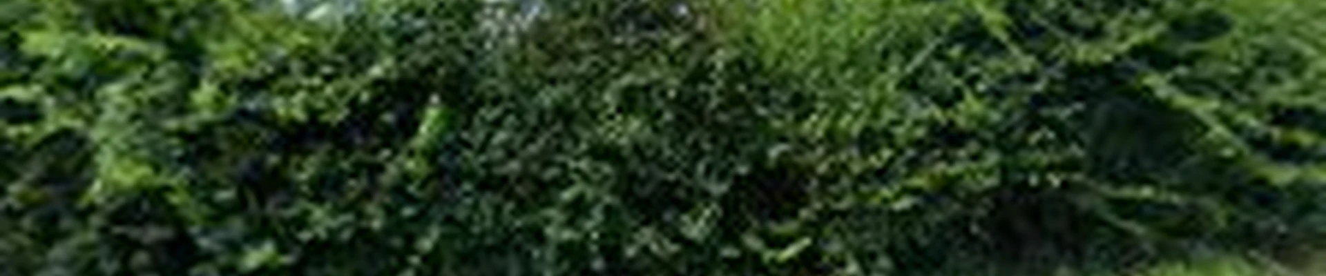 Knapp's Landscaping Inc
