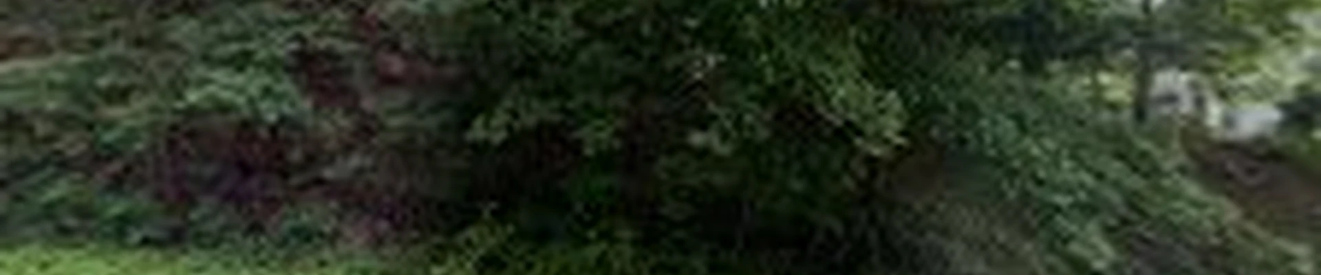 Rosamilia Landscaping and Tree Work