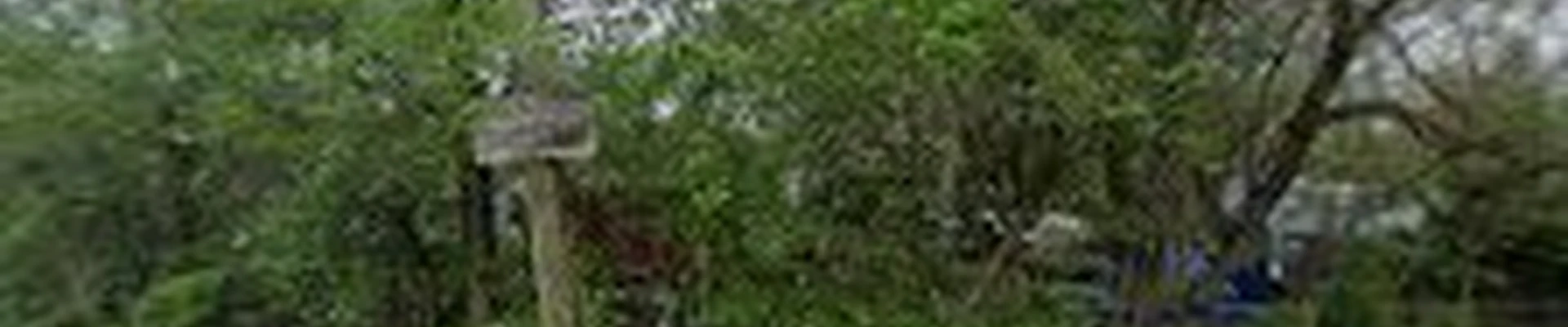 The Green Dream Landscaping