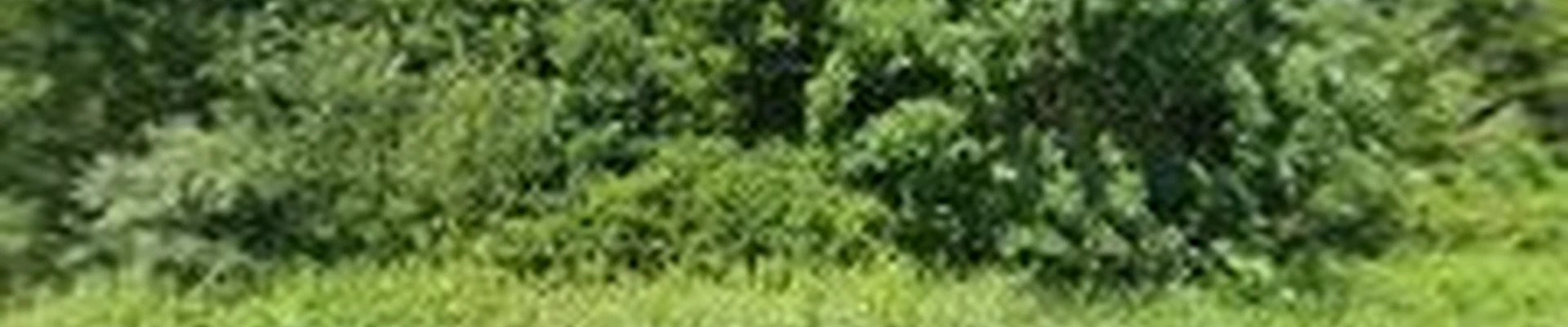 Touch of Green Landscaping LLC