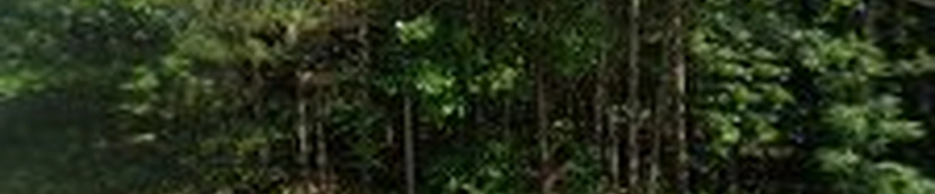 Maple Island Landscaping