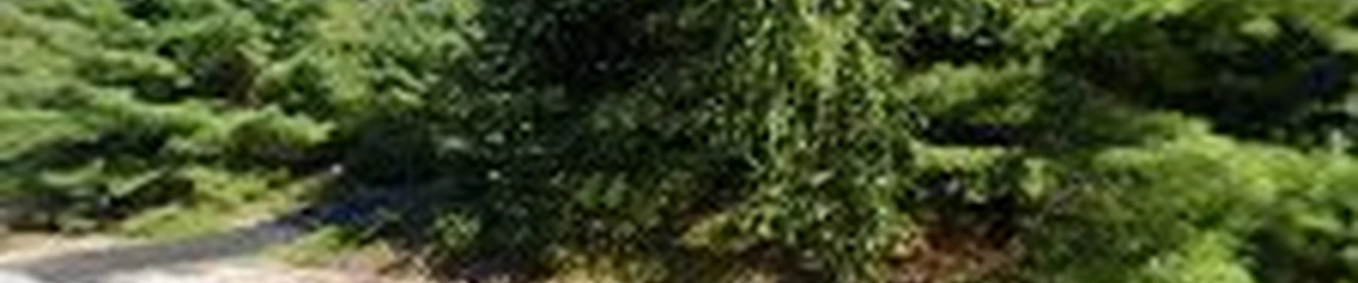 BAS Landscaping Services, LLC