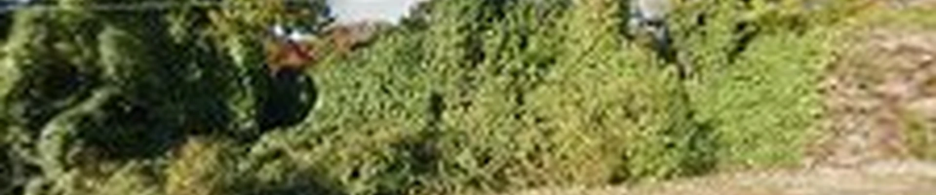Proscapes-Landscape Design Group, Inc.