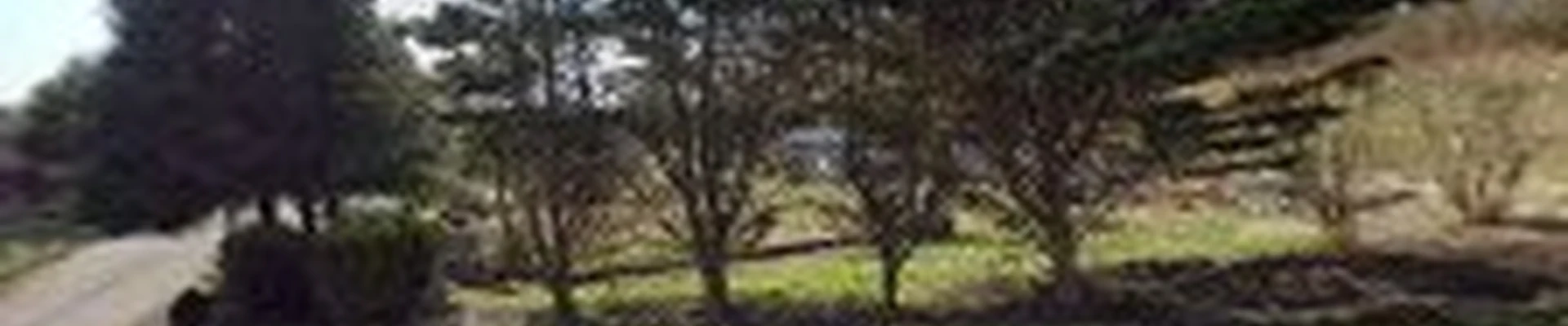 Francisco Tomas Landscaping