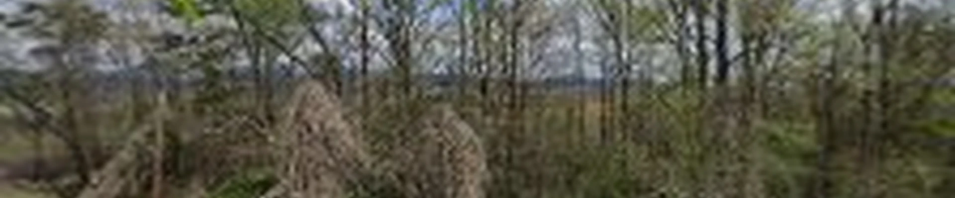 Southern Scapes
