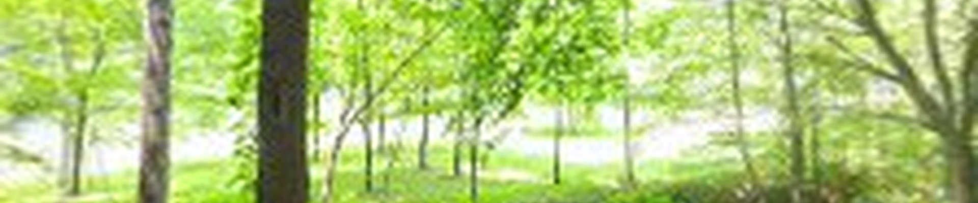 Natural Expressions Landscaping
