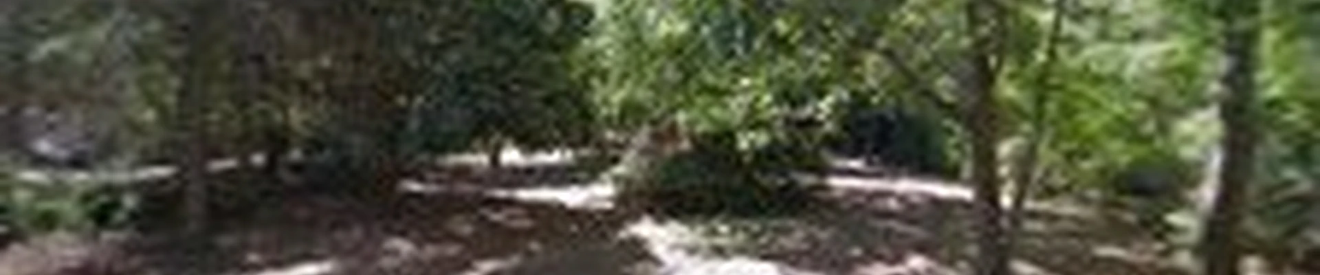 Dallas Richmond Lawn Care Fairhope