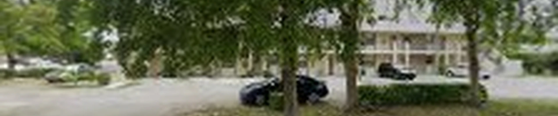 Evergreen Tree trimming & landscaping