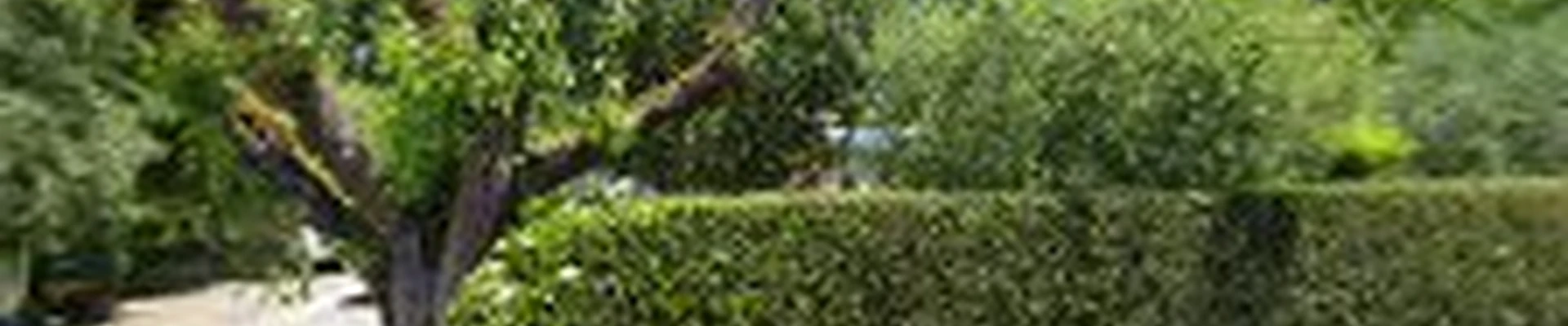 Tony's Landscaping and tree services