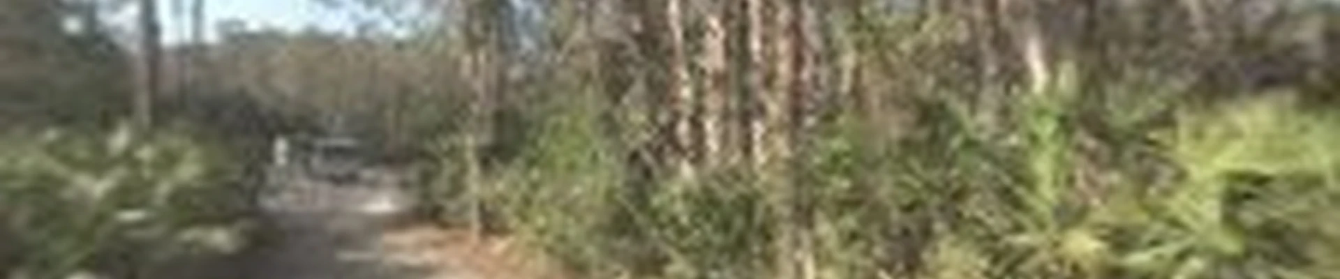 Mike's Tropic Lawn & Tree Service