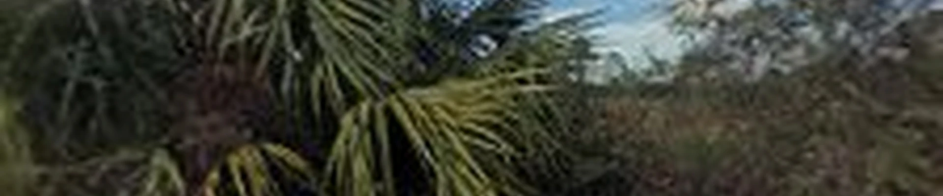 Lawn Caring Guys