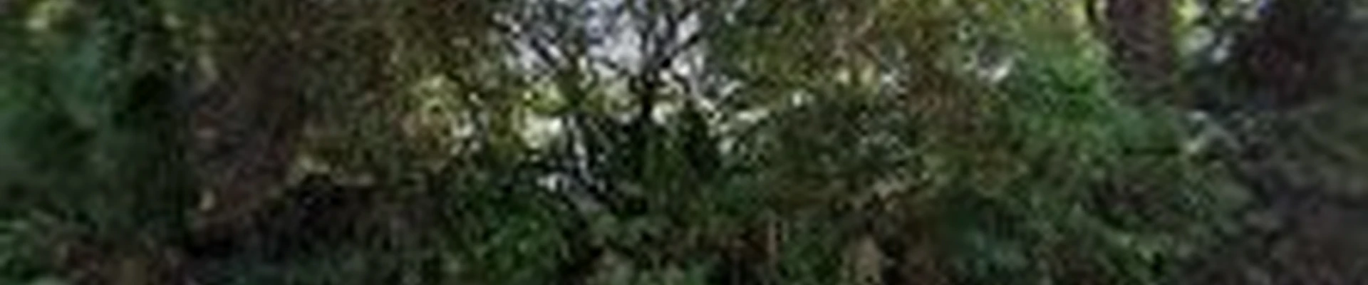 Mendoza's Landscape & Maintenance, LLC