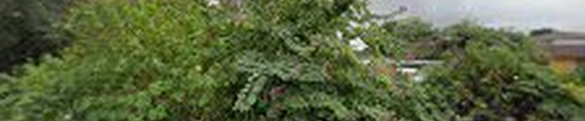 Four Brothers Tree Company, Inc.
