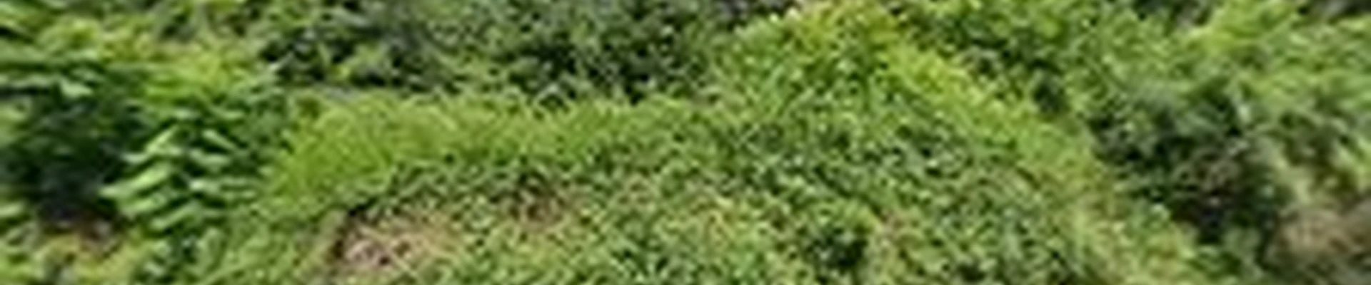 Rivera Brothers Landscaping LLC