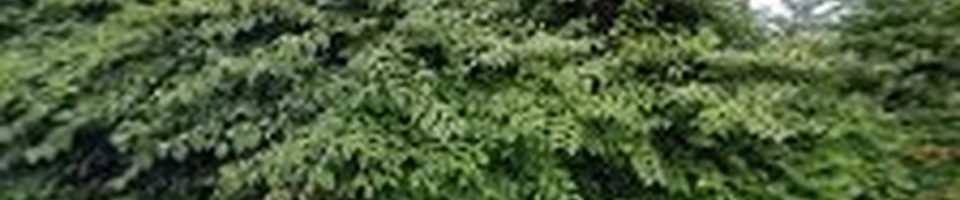 Mountain View Landscapes and Lawncare