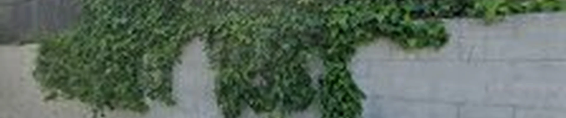 Citrus Fresh Housekeeping