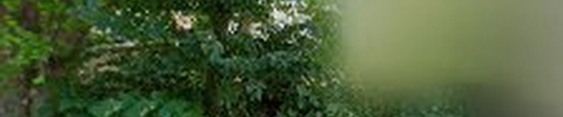 Simple Clean LLC Power Washing Services
