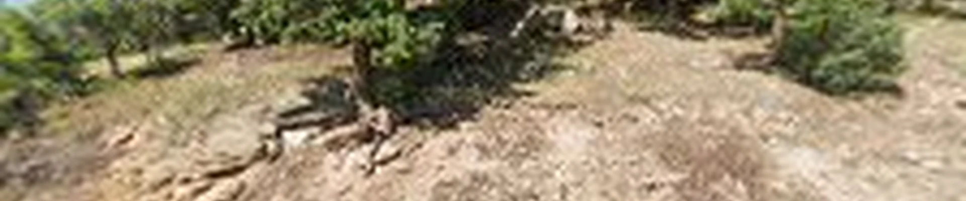 Mountain Best Carpet & Upholstery Cleaning