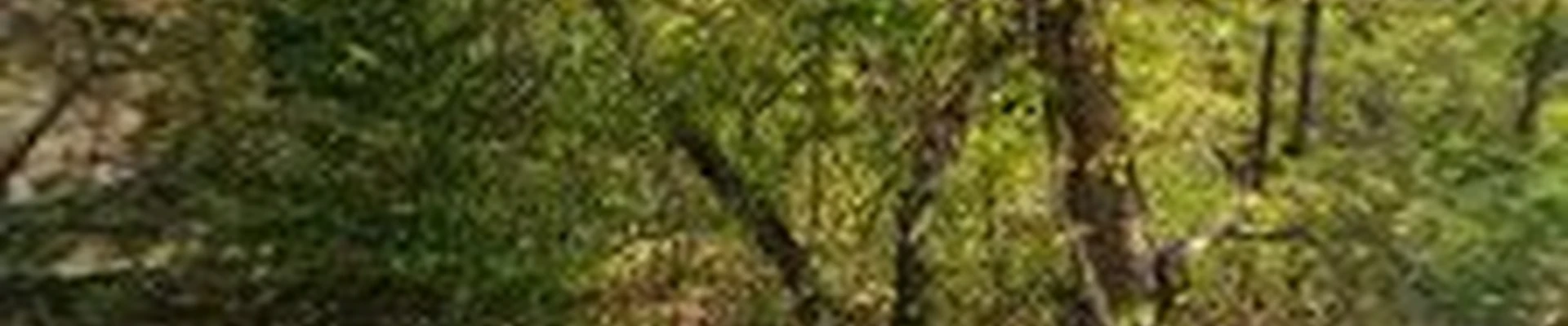 Adam's Tree Service