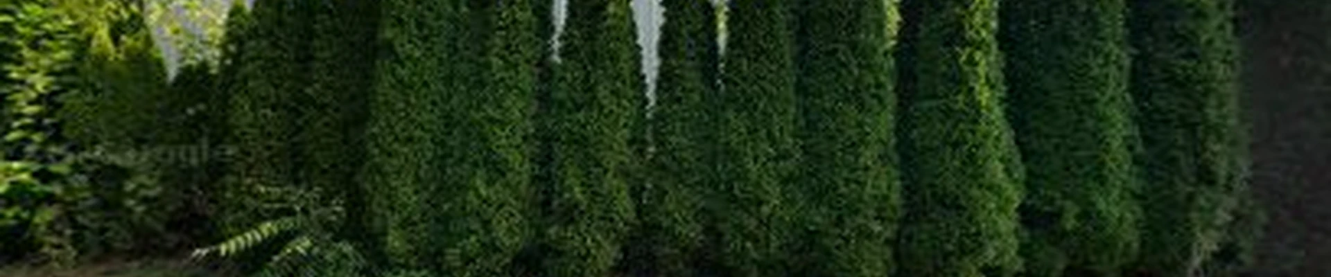 Hunter Tree Service