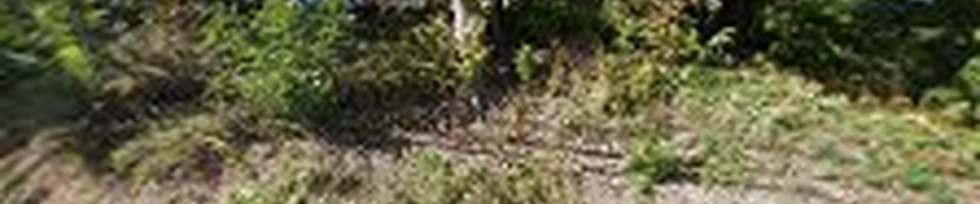 Moosewood Tree Service