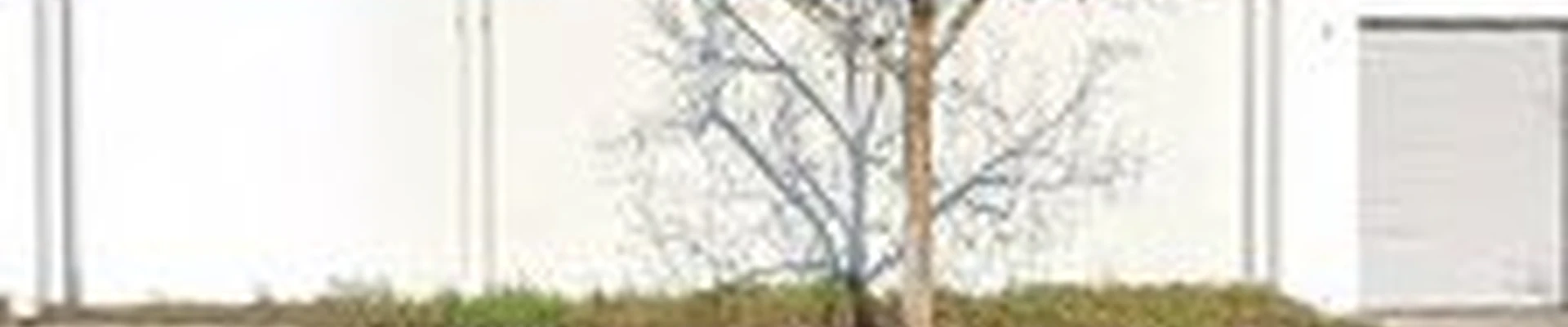 Wilson Tree Service