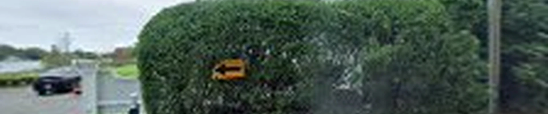 Beaver Tree Services
