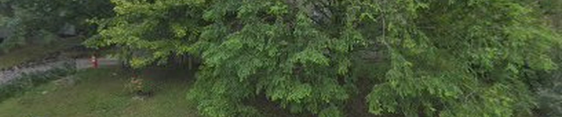 Condon Tree Services
