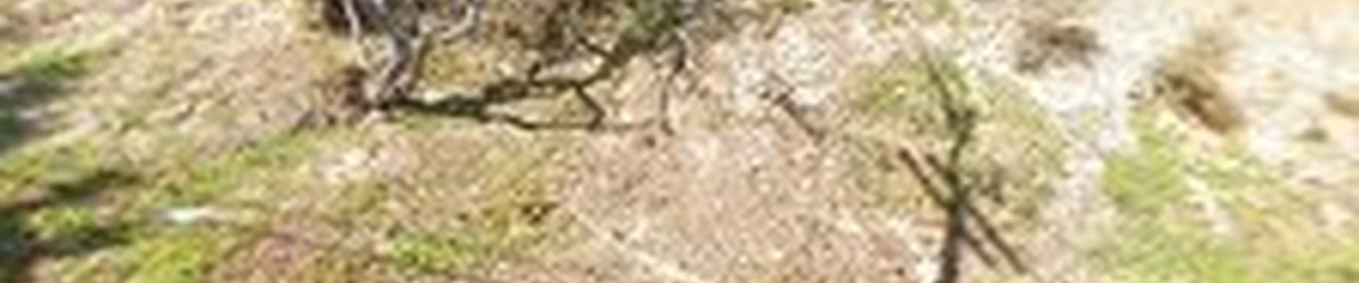 Sherman Oaks Tree Service
