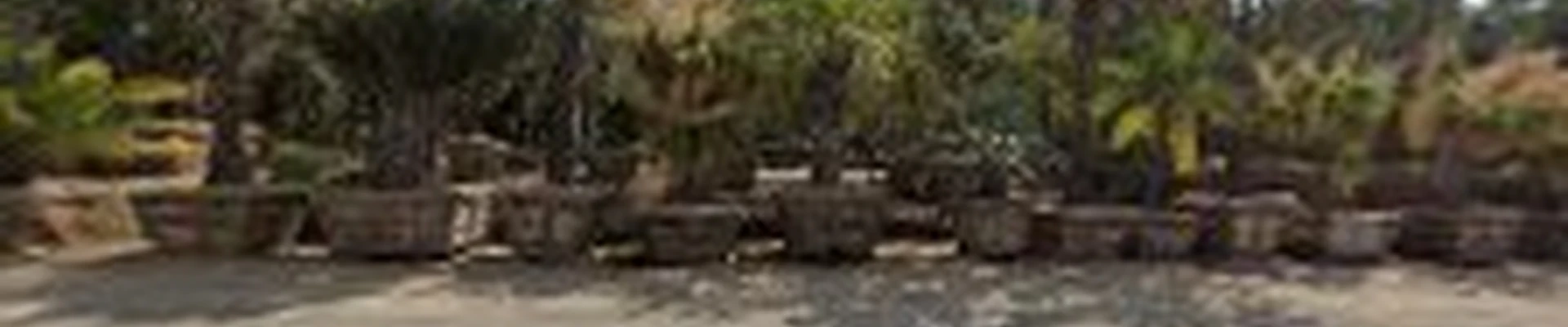 Senna Tree Company