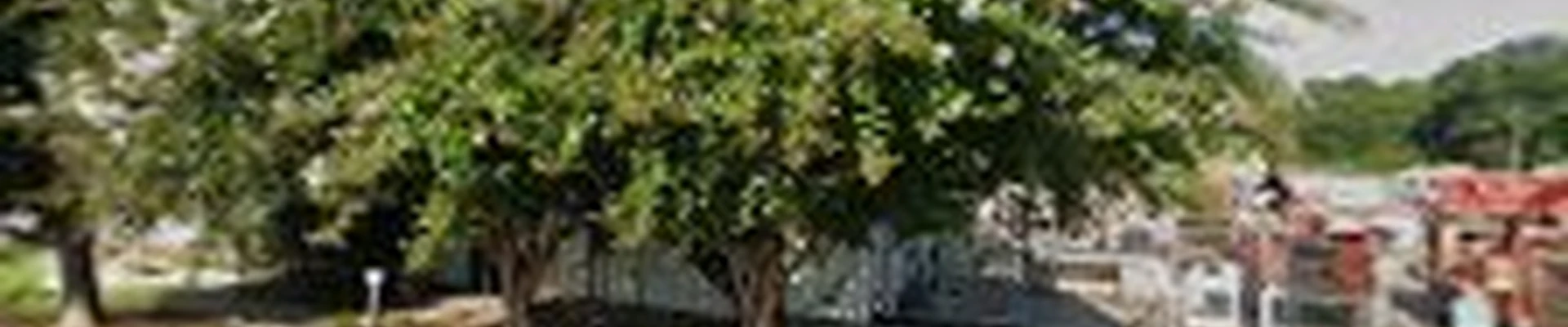 Schneider Tree Care
